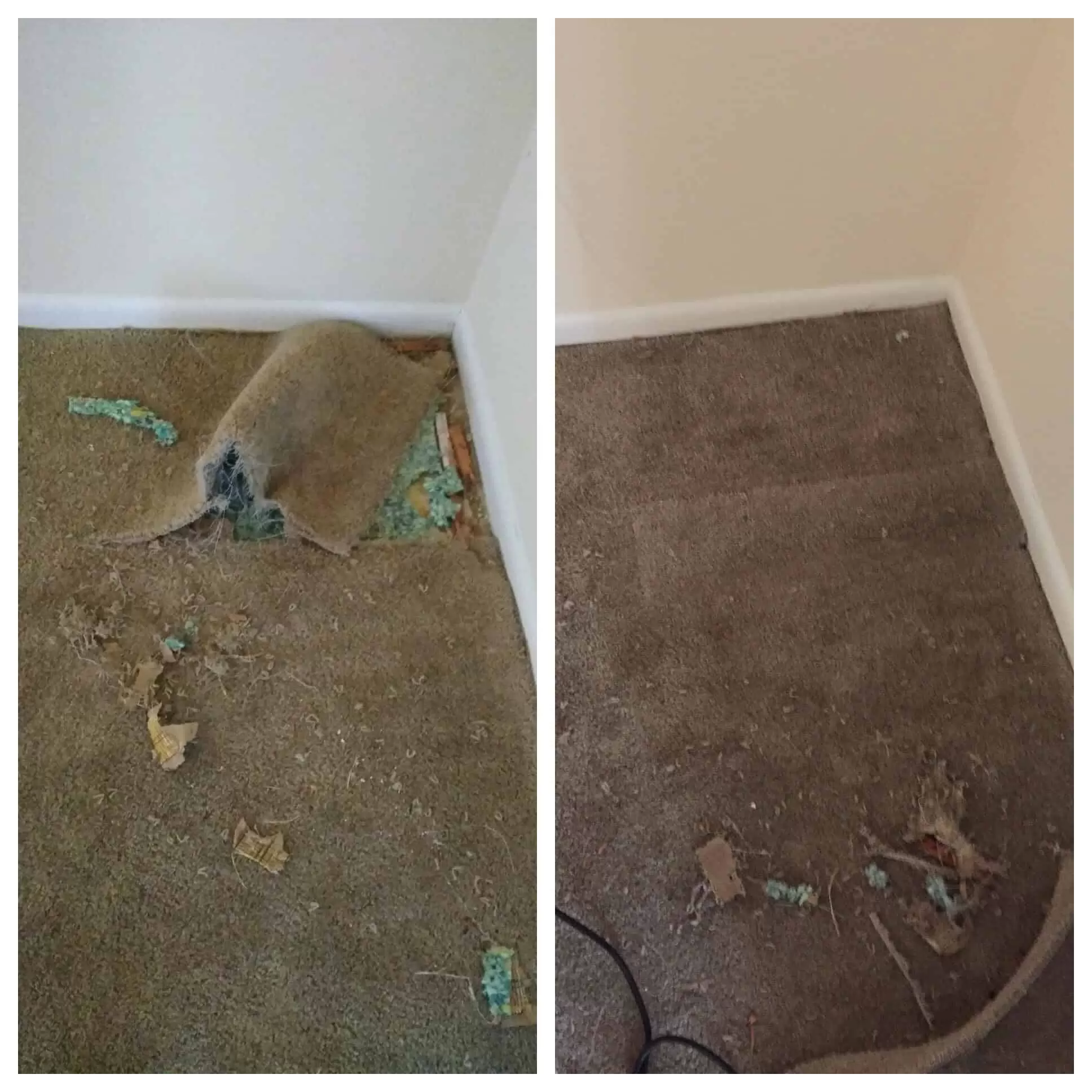 Before and after carpet repair Colorado Springs CO by Premier Carpet Cleaning shows seamless patching of pet-damaged flooring.