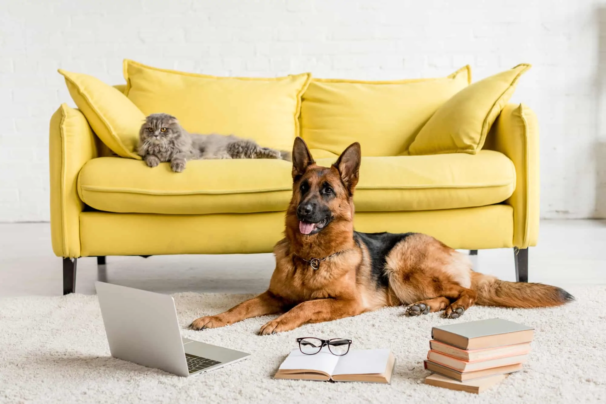 Pet Stain and Odor Removal Colorado Springs CO by Premier Carpet Cleaning keeps rugs fresh for dogs and cats.