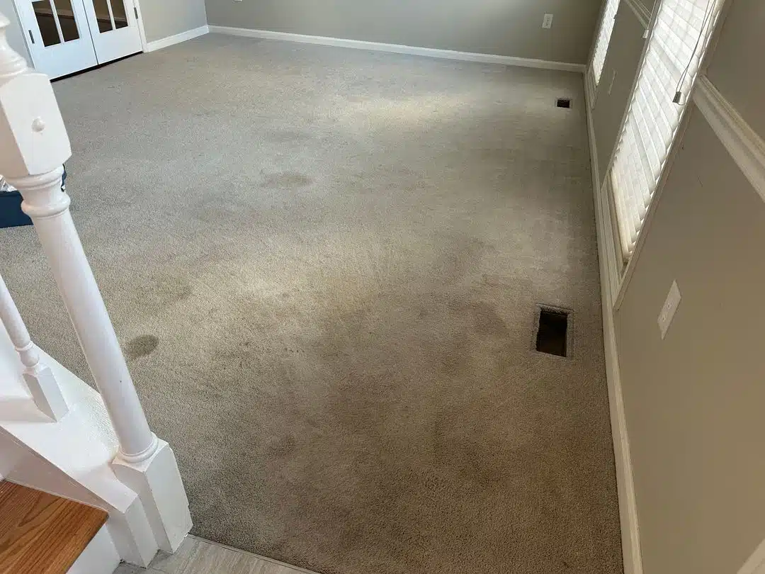 Pet Urine Treatment Alexandria VA by Spotless Carpet Cleaning showing stained carpet before a professional deep extraction.