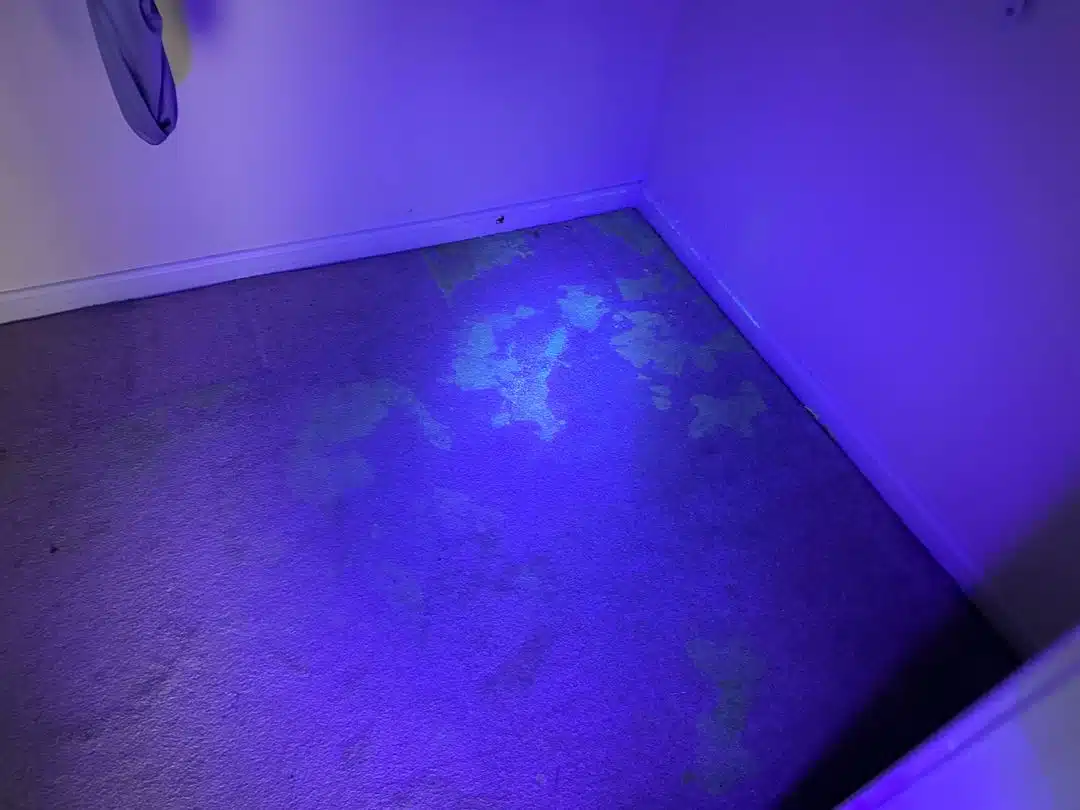UV light reveals stains for Pet Urine Treatment Woodbridge VA by Spotless Carpet Cleaning & Hardwood Floor Care.