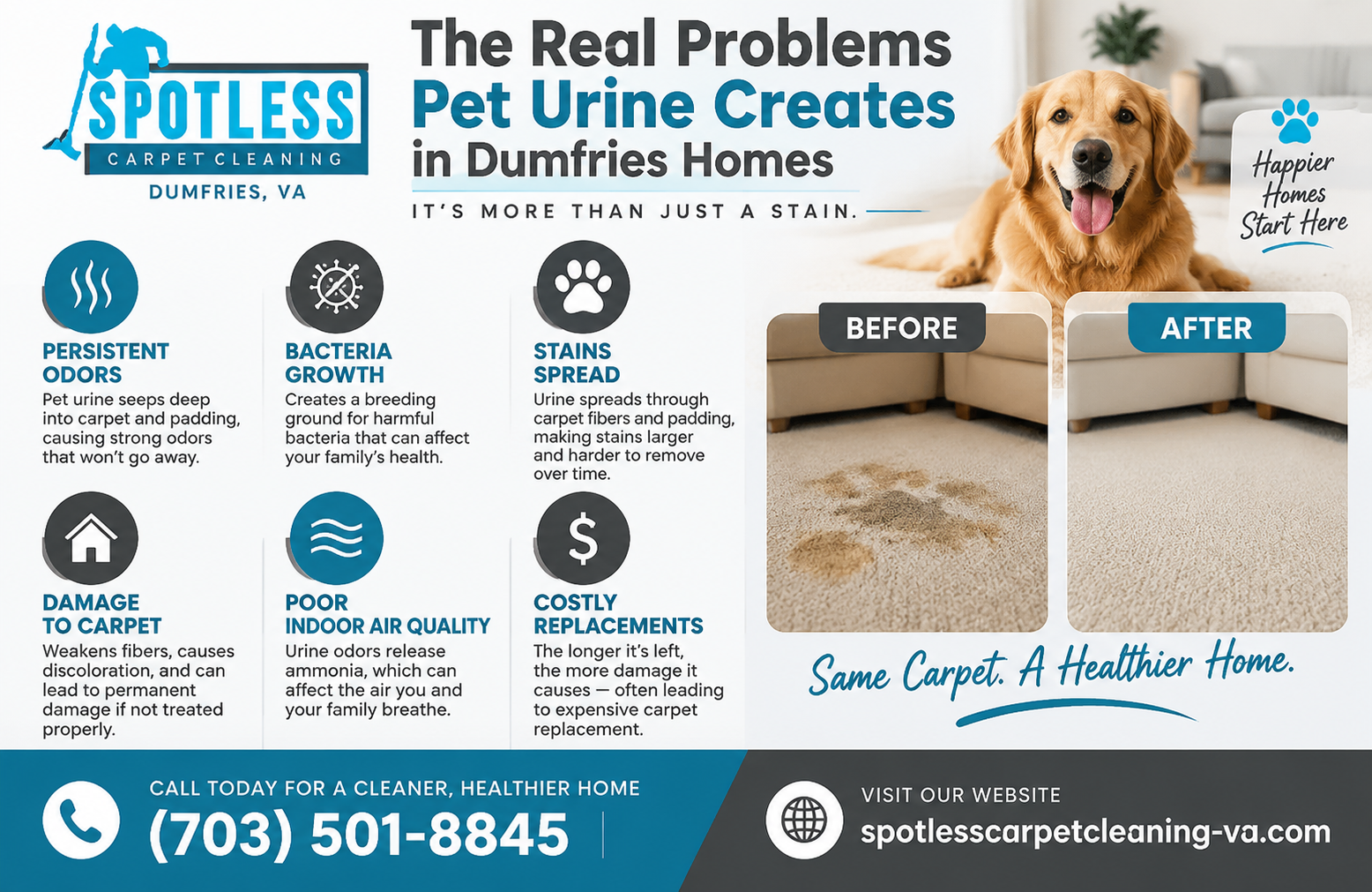 Infographic showing carpet hazards and before/after Pet Urine Treatment Dumfries VA by Spotless Carpet Cleaning.